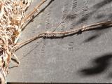 image of grave number 617586